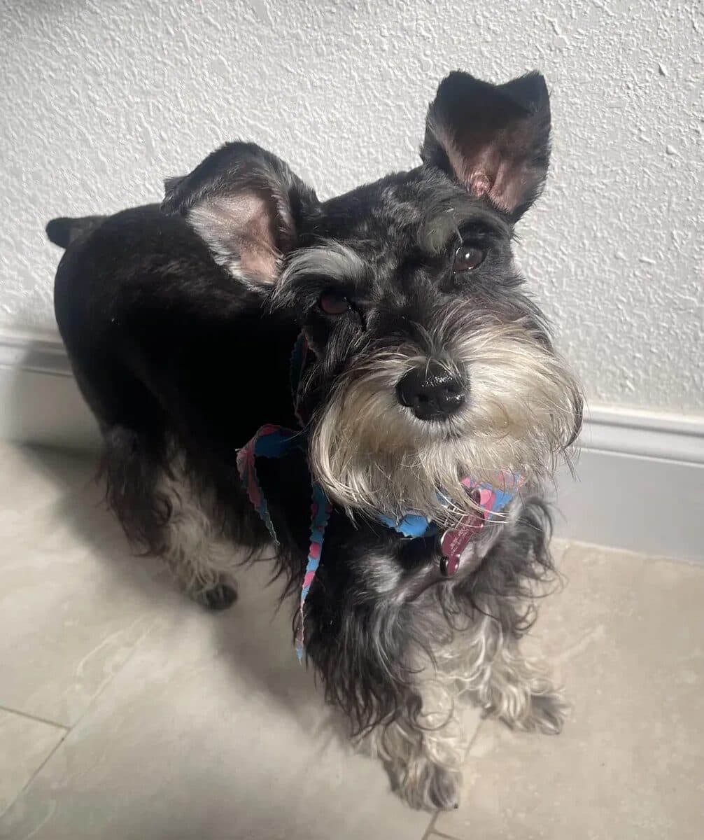 A miniature schnauzer wearing a colorful bandana